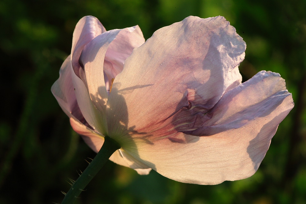 a bee in the poppy