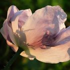 a bee in the poppy