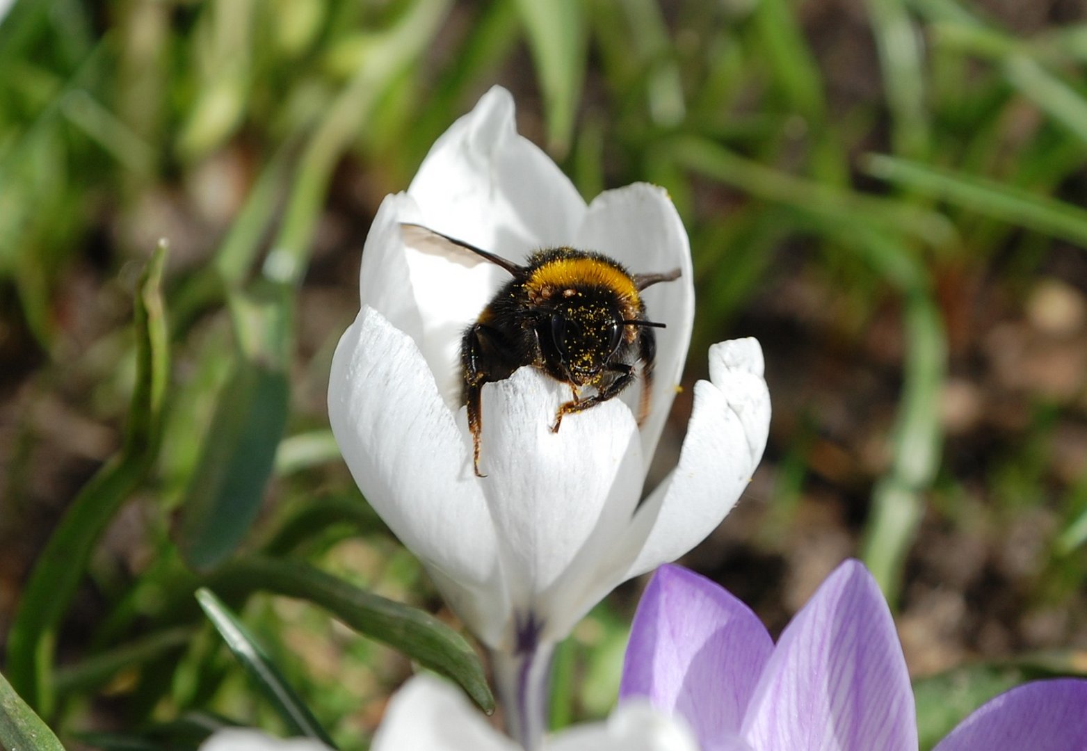 A bee on a flower