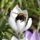 A bee on a flower