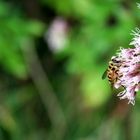 a bee on a flower