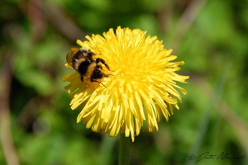 A bee on a flower