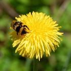 A bee on a flower