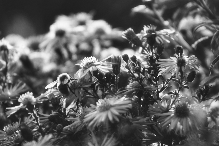 A bee on flowers - bw photography for peace