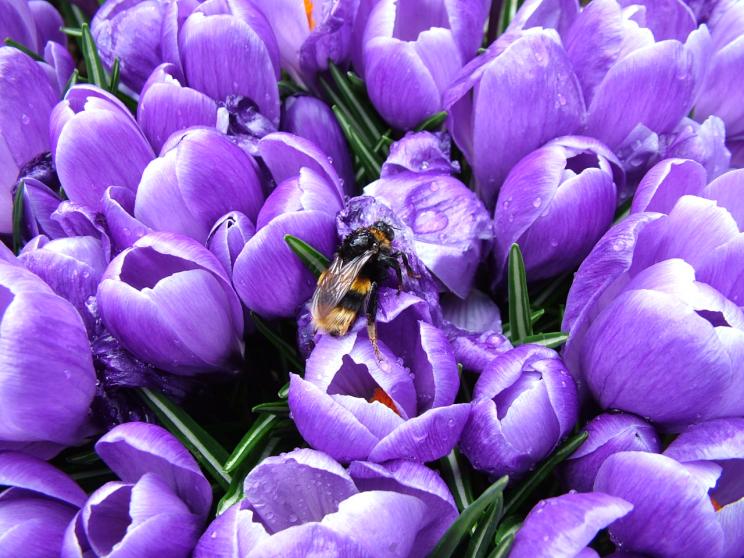 A bee on some Tulips