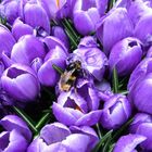 A bee on some Tulips