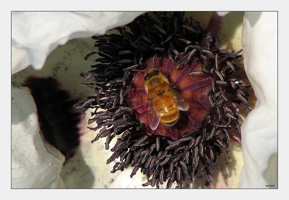 A Bee visiting an Oriental Poppy