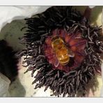 A Bee visiting an Oriental Poppy
