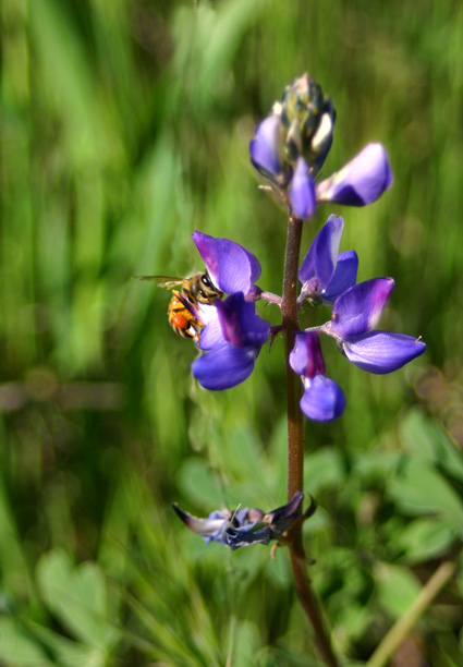 a bee... with a RED spot?