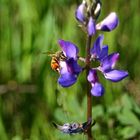 a bee... with a RED spot?