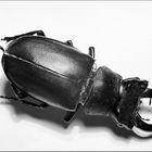 A Beetle