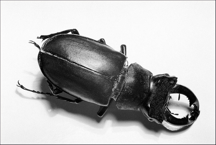 A Beetle