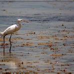 A beggar on a beach of gold