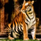 A Bengal Tiger