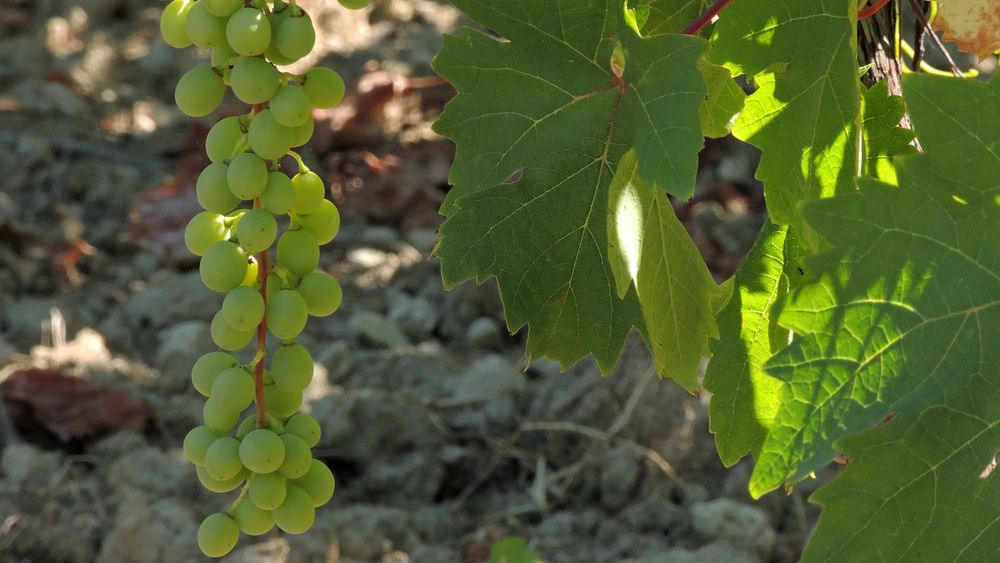 à Bientôt dans nos Verres - Wir sehen uns bald in unseren Gläsern