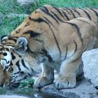 A big cat, Zurich zoo, Switzerland, 2006