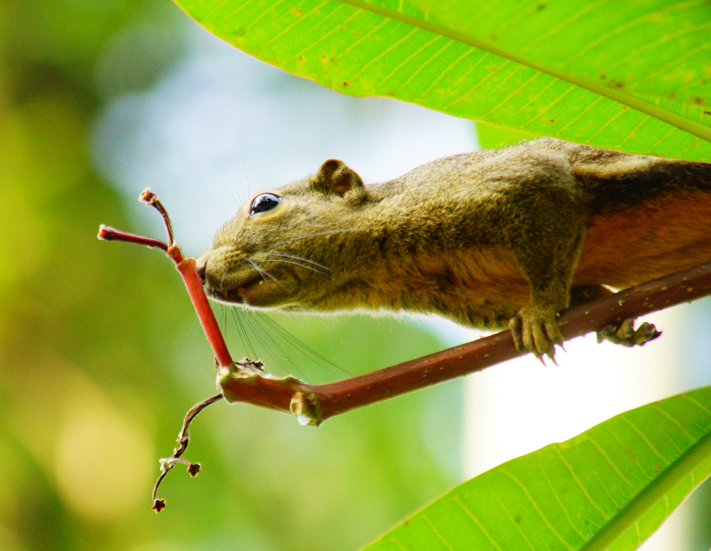 a big squirrel im Dschungel Shungai Pulo