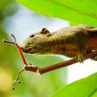 a big squirrel im Dschungel Shungai Pulo