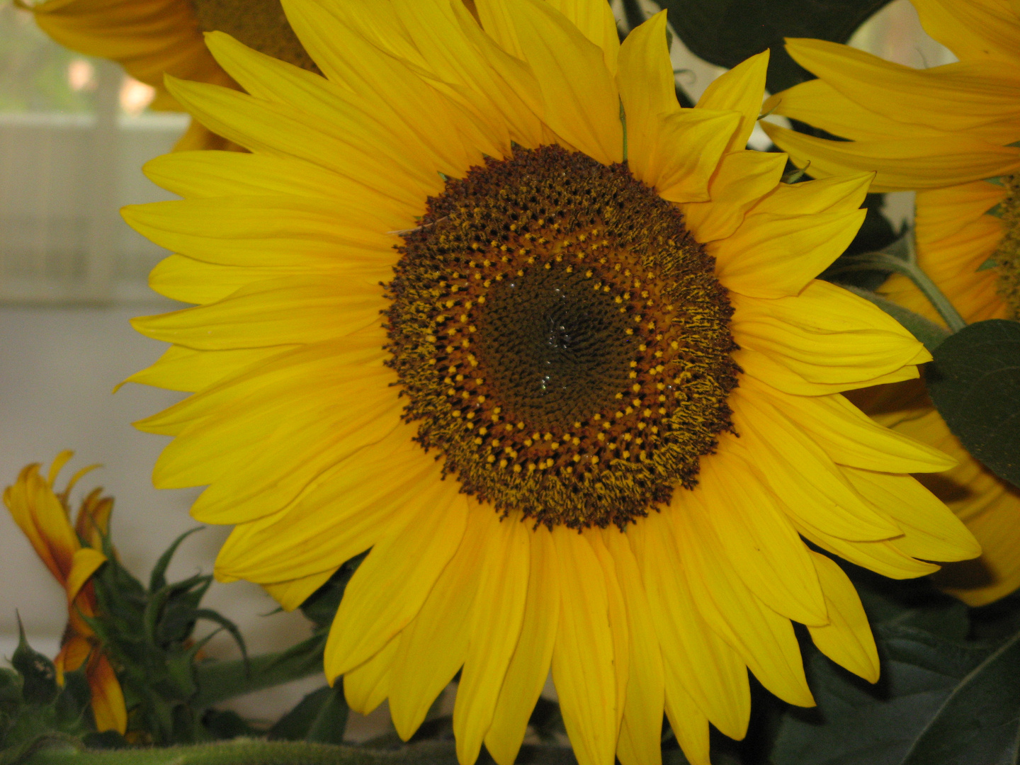 a big sunflower