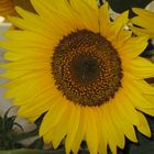 a big sunflower