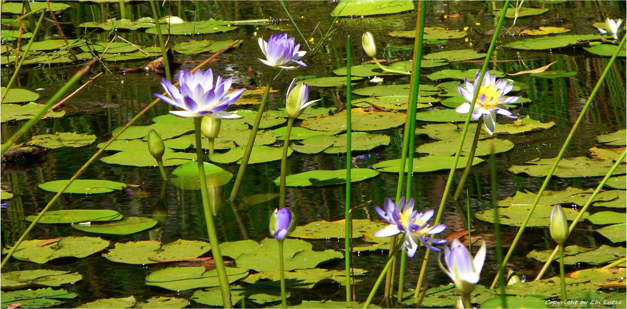 * A Billabong with Water Lilies *