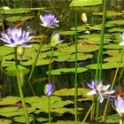 * A Billabong with Water Lilies *
