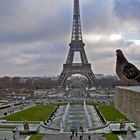 A bird and Eifel