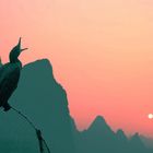 A Bird at Sunset