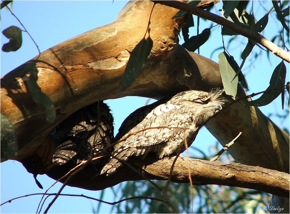 *** A Bird called Frogmouth ***