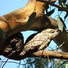 *** A Bird called Frogmouth ***