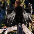 A bird drying his feathers