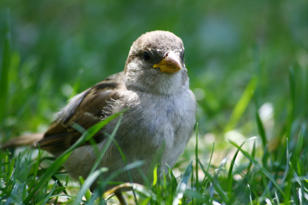 A bird in central park