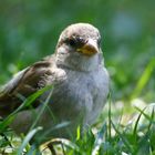 A bird in central park