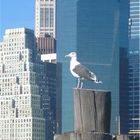 A bird in New York......