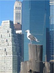 A bird in New York......