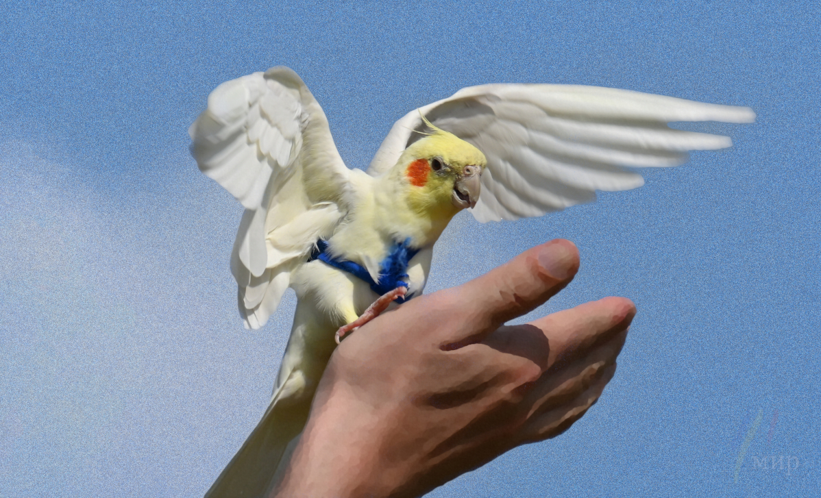 a bird in the hand 
