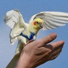 a bird in the hand 