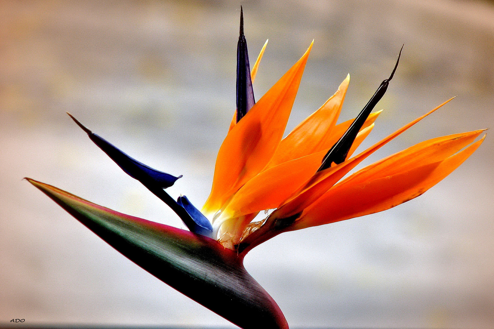 A Bird of Paradise