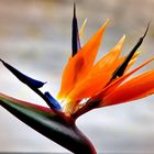 A Bird of Paradise