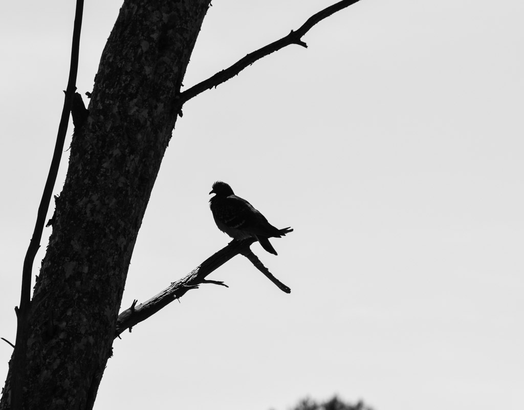 a bird on a tree