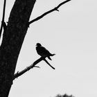 a bird on a tree