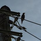 a bird on a wire