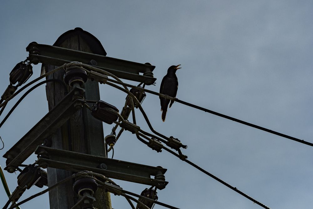 a bird on a wire