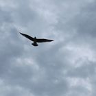 A bird over La Spezia