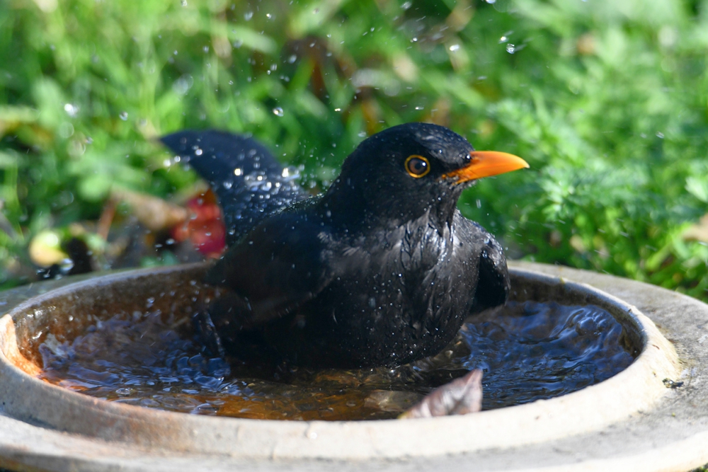 A bird taking a bath.