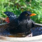 A bird taking a bath.