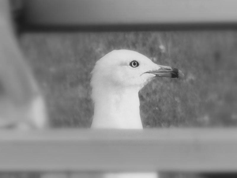 A bird thru the bench...