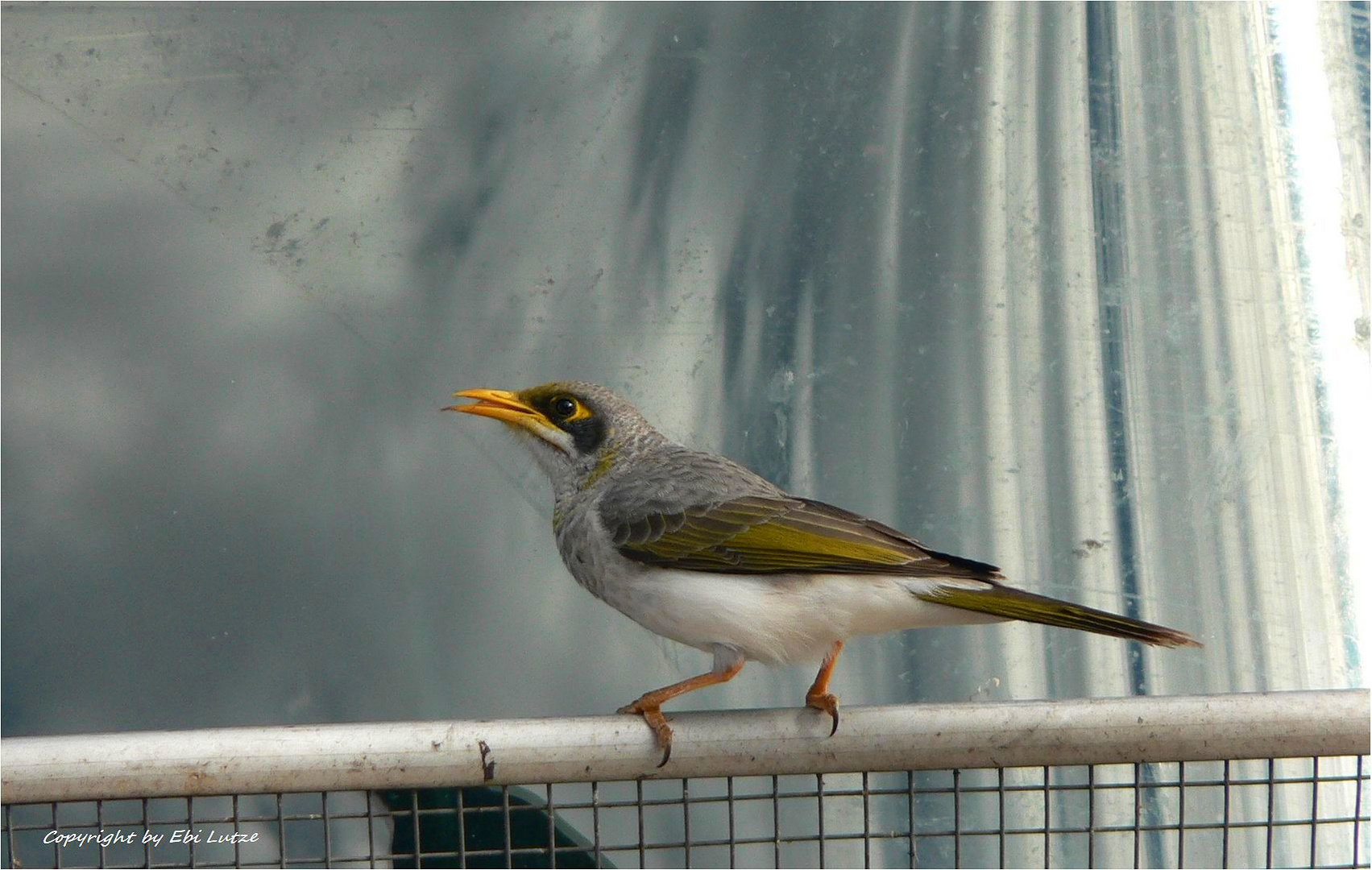 * A Birdie for the Weekend / the noisy Miner *