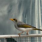 * A Birdie for the Weekend / the noisy Miner *