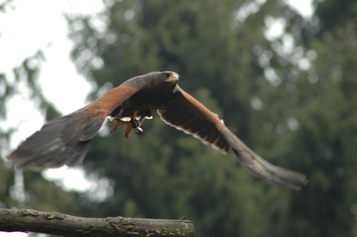 A birds flight